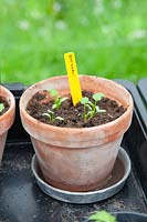 Coriander seedlings in pot, Coriandrum sativum 