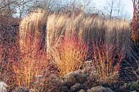 Grasses and dogwoods in winter, Calamagrostis acutiflora Karl Förster, Cornus sanguinea Magic Flame 
