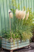 Pampas grass in vintage container, Cortaderia selloana Pumila 