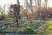 Forest garden with snowdrops in February, Hamamelis intermedia Böhljes Feuerzauber 