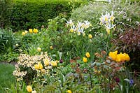 Front garden in spring with Iris hollandica, Erysimum cheiri Ivory White 