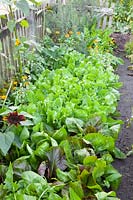 Endive and radicchio in the autumn vegetable garden, Cichorium endivia, Cichorium intybus var. foliosum 