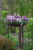 Bowl with Horned Violet, Viola cornuta 
