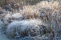 Winter bed with frost, Pennisetum alopecuroides 