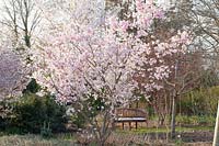 Spring cherry, Prunus subhirtella Accolade 