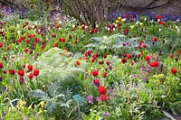 Bed with tulips and perennials, Tulipa, Cynara scolymus, Ferula comunis 