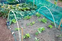 Protective net for young vegetable plants 