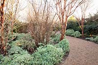 Bed in winter with Acer griseum, Viburnum bodnantense and Euonymus 