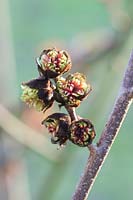 Chinese witch hazel, Sycopsis chinensis 