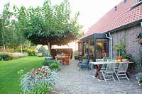 Terrace with mulberry trees, Morus alba Fruitless 