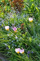 Bed in spring with Myosotis and Tulipa bakeri Lilac Wonder 