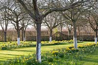 Apple trees underplanted with Galanthus and Narcissus cyclamineus February Gold 