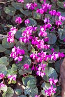 Cyclamen coum 