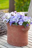 Horned violets in terracotta pot 