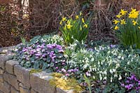 Winter bloomers in raised beds, Galanthus, Cyclamen coum, Narcissus cyclamineus February Gold 