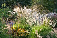 Grass bed in September, Miscanthus sinensis, Pennisetum orientale Fairy Tails, Rudbeckia 