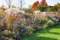 Bed with Chinese silver grass in autumn, Miscanthus sinensis 