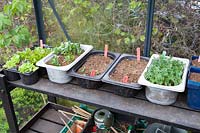 Seed trays in the greenhouse 
