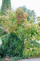 Flowering dogwood in autumn, Cornus kousa 