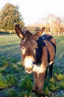 Donkeys of the Grand Noir du Berry breed 