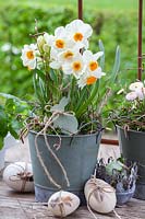 Daffodils in pot, Narcissus tazetta Geranium 