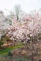 Spring cherry, Prunus subhirtella Accolade 