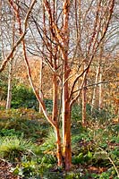 Birch, Betula albosinensis Burkill 