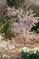 March cherry, Prunus incisa Mikinori 