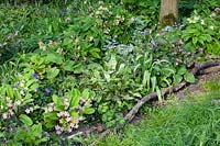 Forest garden with ground cover 