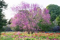 Judas tree underplanted with tulips, Cercis siliquastrum, Tulipa Menton, Tulipa Dordogne 