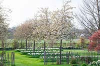Ornamental apples underplanted with daffodils, Malus Evereste, Narcissus jonquilla Sailboat 