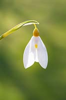 Galanthus Treasure Island 