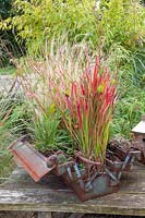 Grasses planted in an old toolbox, Imperata cylindrica Red Baron 