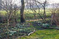 Woodland garden with snowdrops in February 