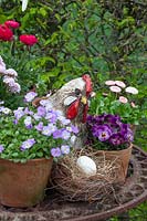 Spring flowers in pots, Aubrieta, Bellis, Viola cornuta 