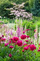 Peonies and foxgloves, Paeonia lactiflora Karl Rosenfeld, Digitalis purpurea 