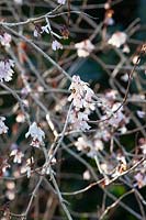 Snow forsythia, Abeliophyllum distichum 