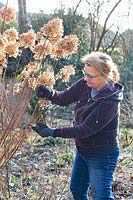 Pruning hydrangeas 