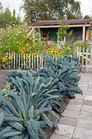 Vegetable garden with Tuscan palm cabbage, Brassica oleracea Nero di Toscana 