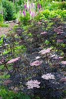 Dark-leaved elderberry, Sambucus nigra Black Lace 