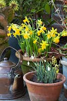Daffodils and snowdrops in pots 