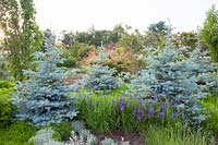 Blue spruce in the garden, Picea pungens Blue Mountain 