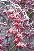 Berries of the snowball in frost, Viburnum 