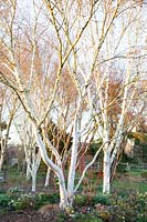 Winter bed with birch trees, Betula costata 