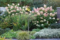 Bed in October, Hydrangea paniculata Phantom, Anaphalis triplinervis Summer Snow, Carex oshimensis Evergold 