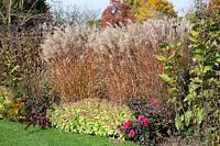 Bed with Chinese silver grass in autumn, Miscanthus sinensis 