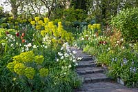 Bed in spring, Euphorbia characias wulfenii 