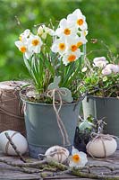 Daffodils in pot, Narcissus tazetta Geranium 