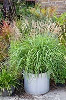 Chinese silver grass in pot, Miscanthus sinensis 