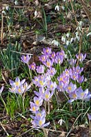 Crocus sylvestris 